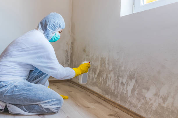 Licensed Commercial Mold Remediation service in Conroe, TX - Car Mold Remediation